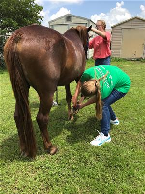 horse