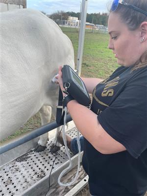 cow