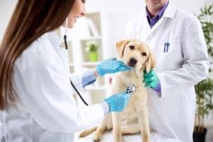 vet1